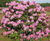 Rhododendrons 3