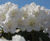 Rhododendrons 8