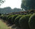 Topiary trees 11