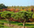 Topiary trees 2