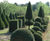 Topiary trees 3