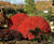Topiary trees 4