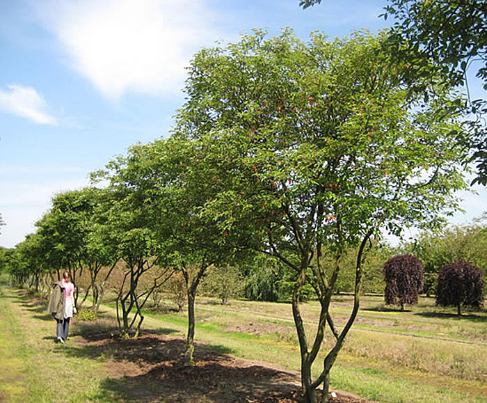 Images for Topiary trees