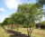 Topiary trees 5