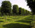 Topiary trees 6