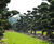 Topiary trees 7