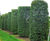 Topiary trees 8