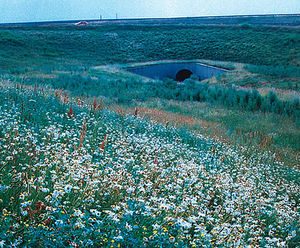 Wildflower and native grass hydroseeding, A417