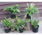 Hardy ferns