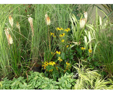 Ornamental grasses