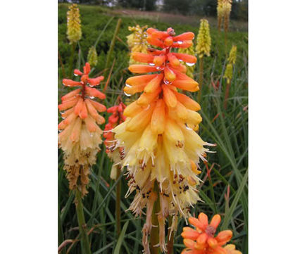 Perennials