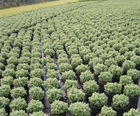 Shrubs