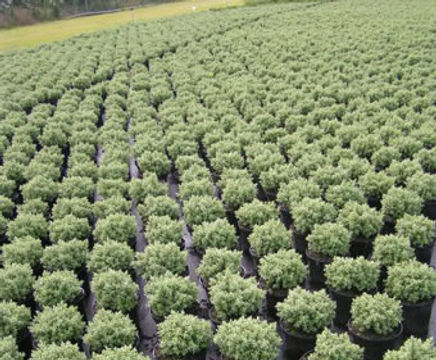 Shrubs