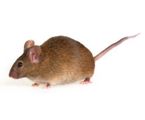 Rodent control