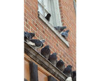Bird control services