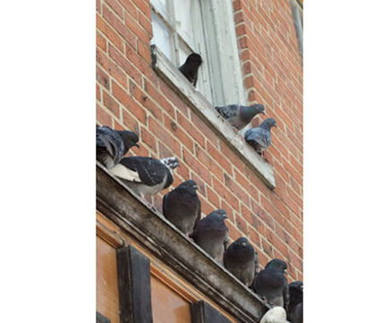 Bird control services