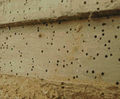 Woodworm solutions