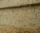 Woodworm solutions