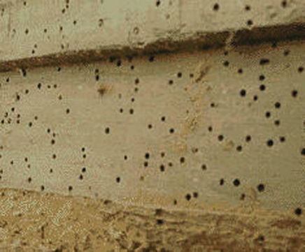 Woodworm solutions