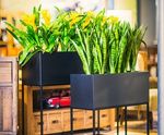 Thesley - metal and GRP trough planters for office space division