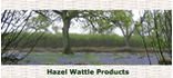Hazel Wattle